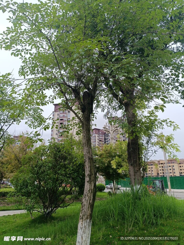 公园绿树成荫的景致