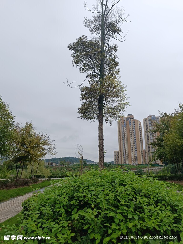 城市中挺拔的绿树与绿植