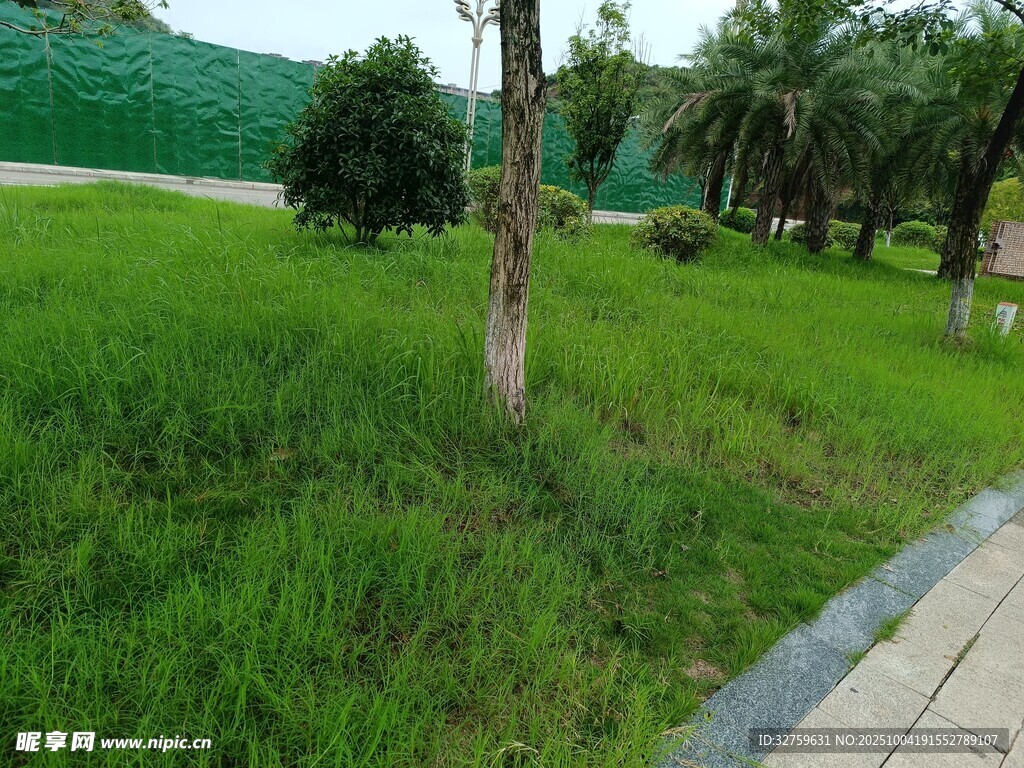 绿意盎然的公园草地景观