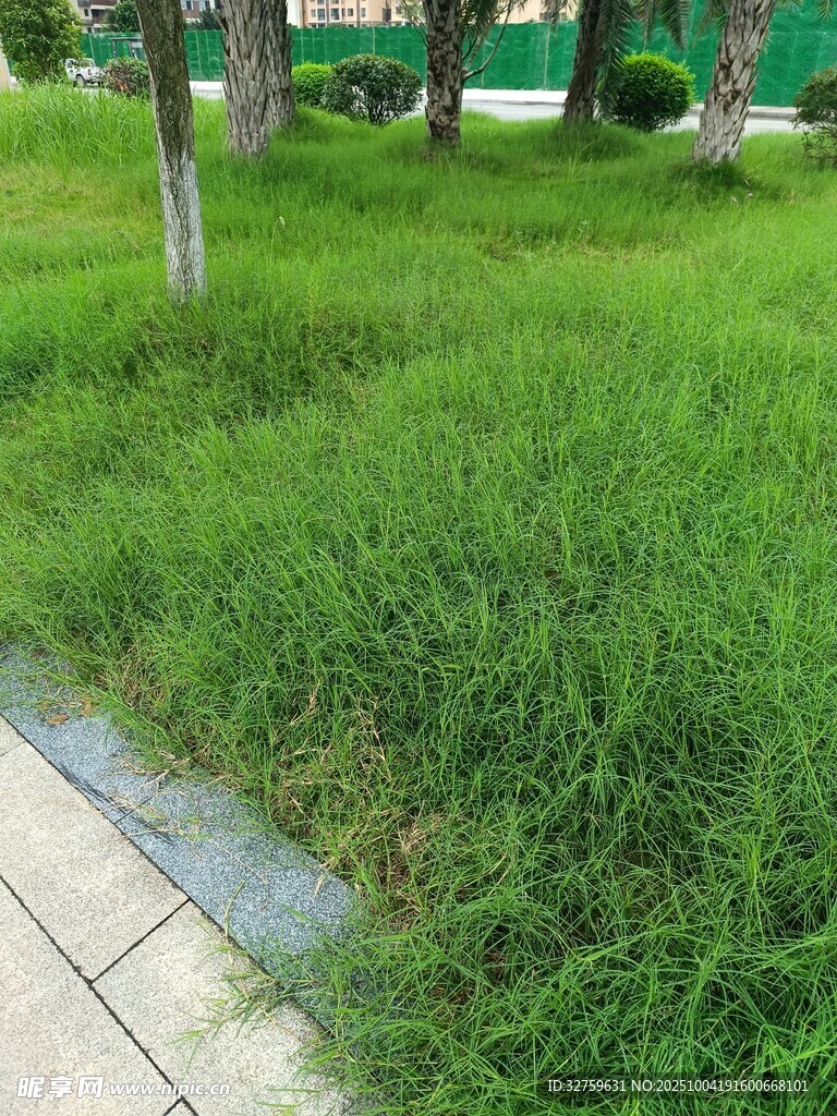 路边翠绿草地风景