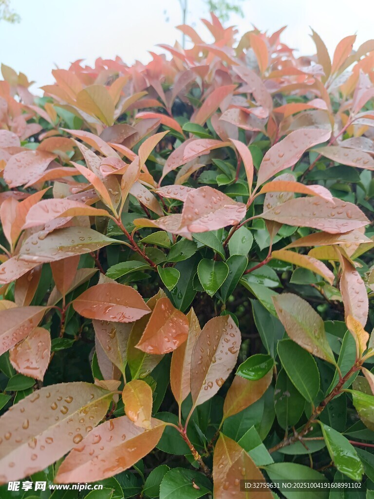 红叶植物特写