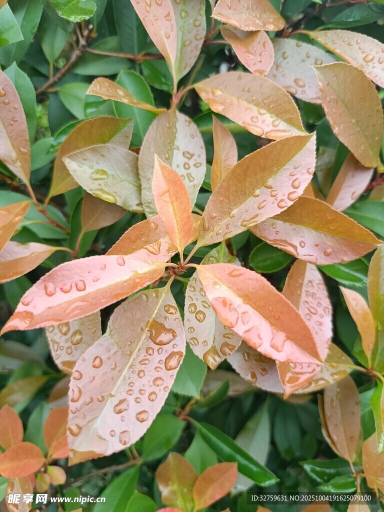 多彩红叶特写