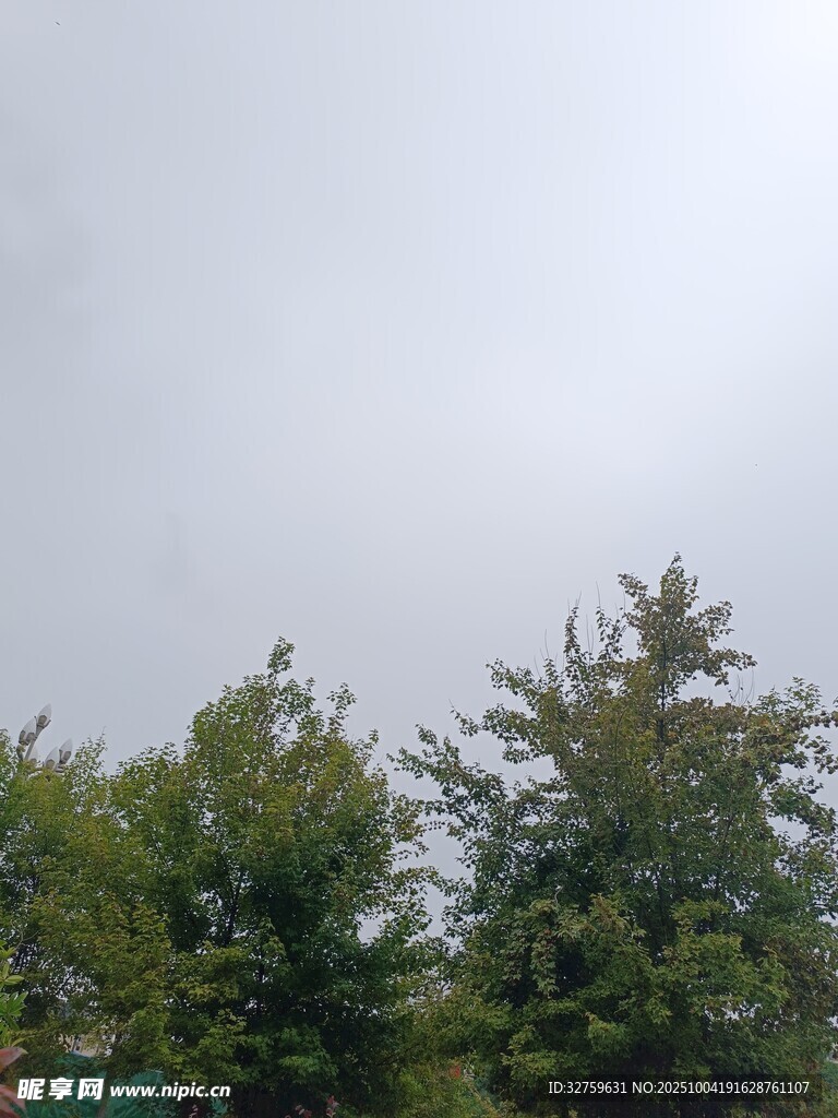 阴天中的绿树