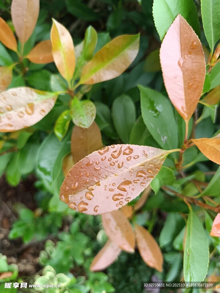 变色叶片特写