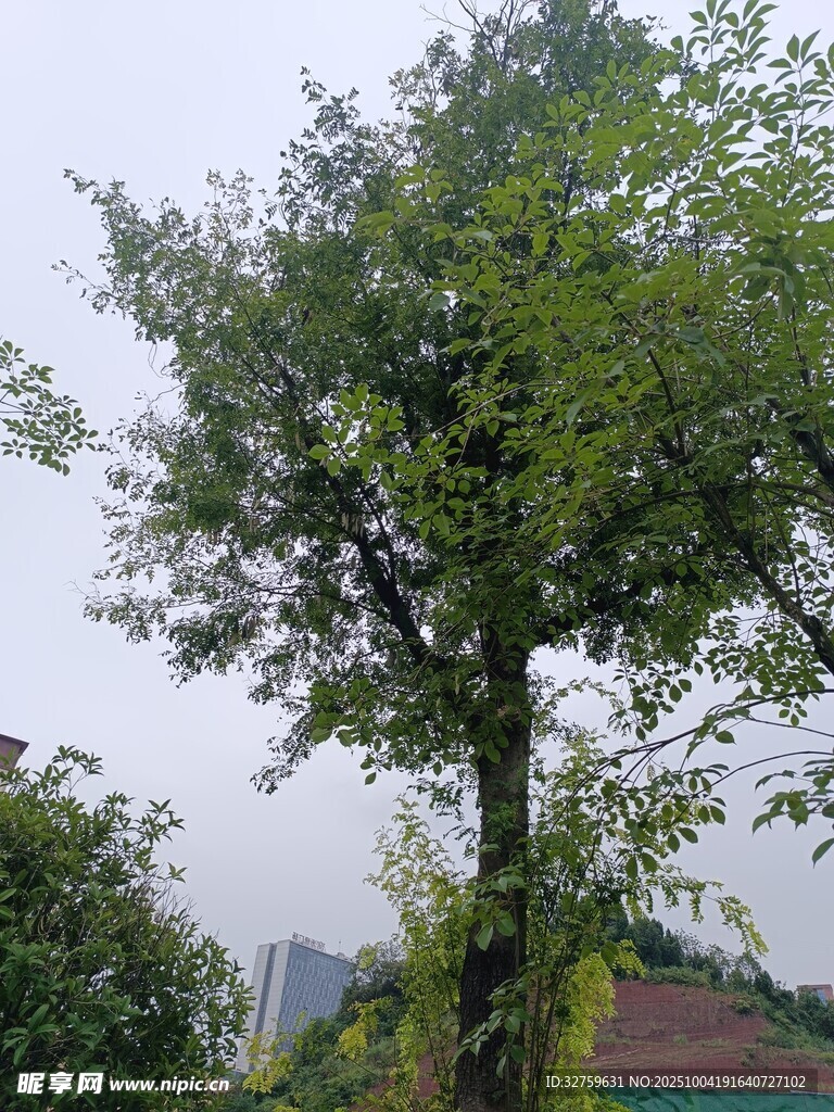 高大繁茂的绿树