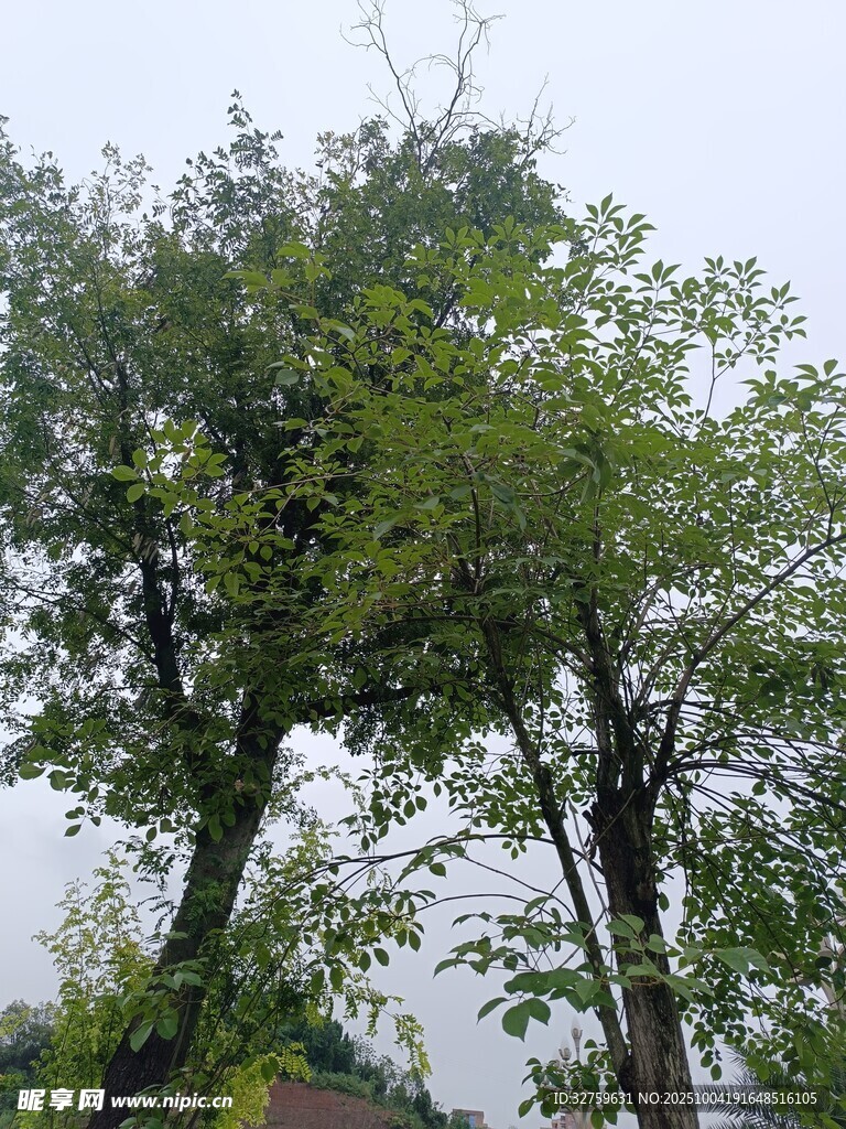绿树成荫的自然景象
