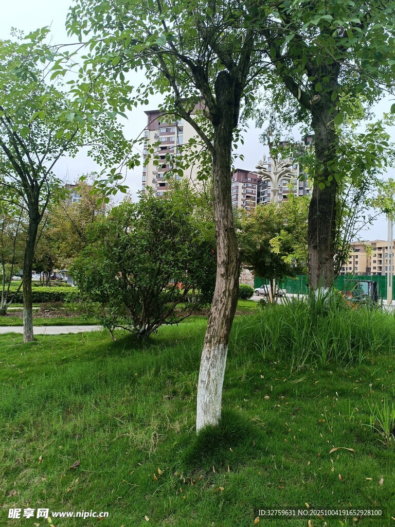 城市中的绿意盎然公园景象