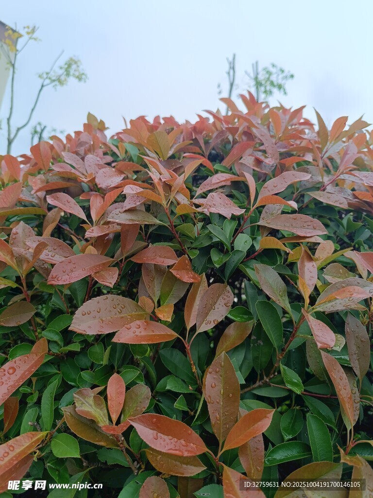 红叶灌木丛特写