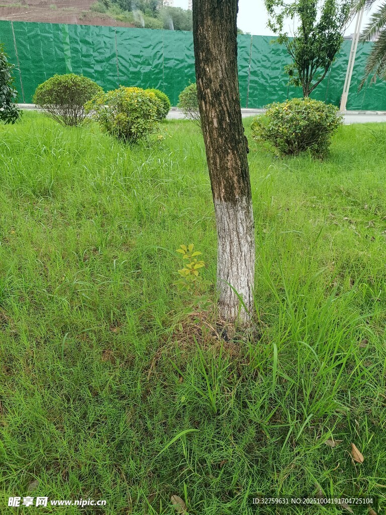 草地中的树木与绿植景观