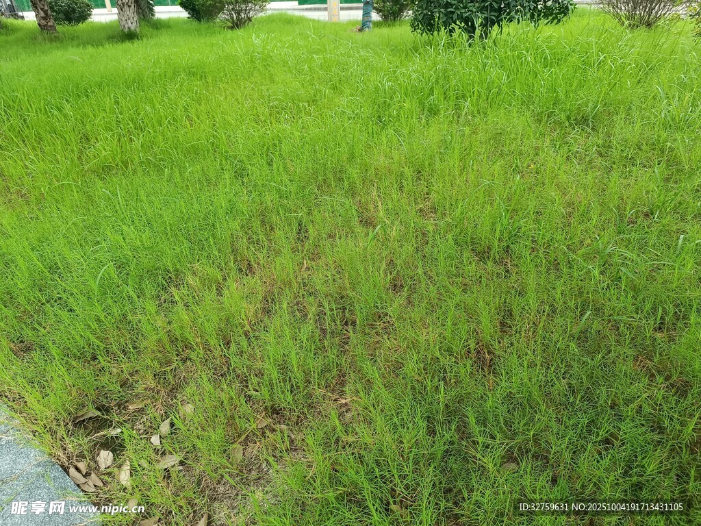 翠绿草地旁的小径