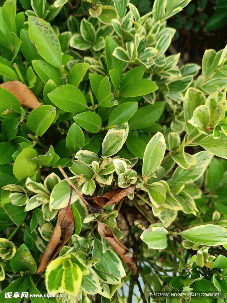斑叶绿植特写