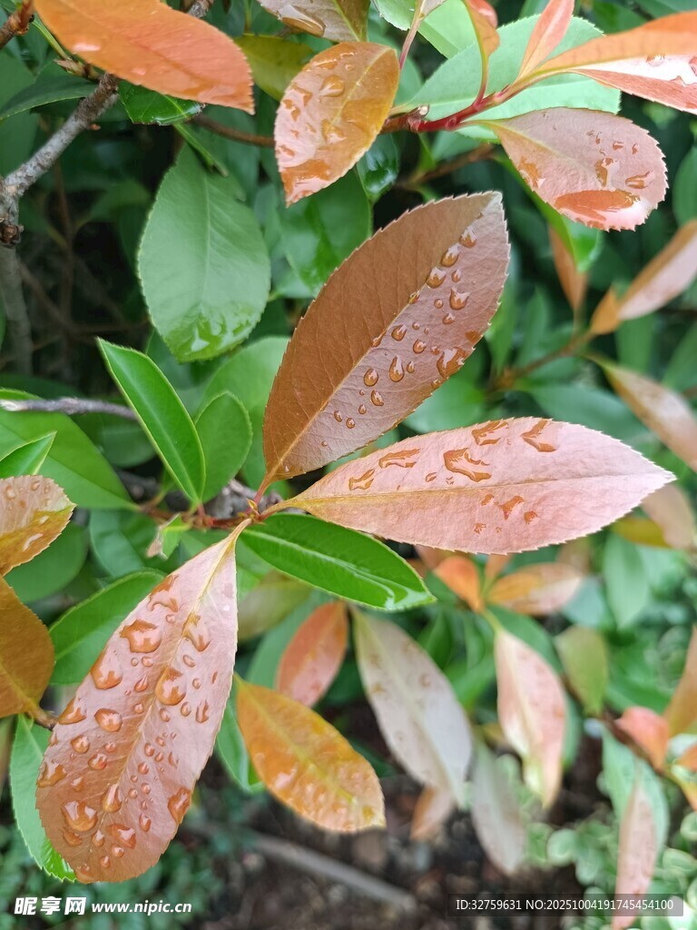 带水珠的多彩植物叶片