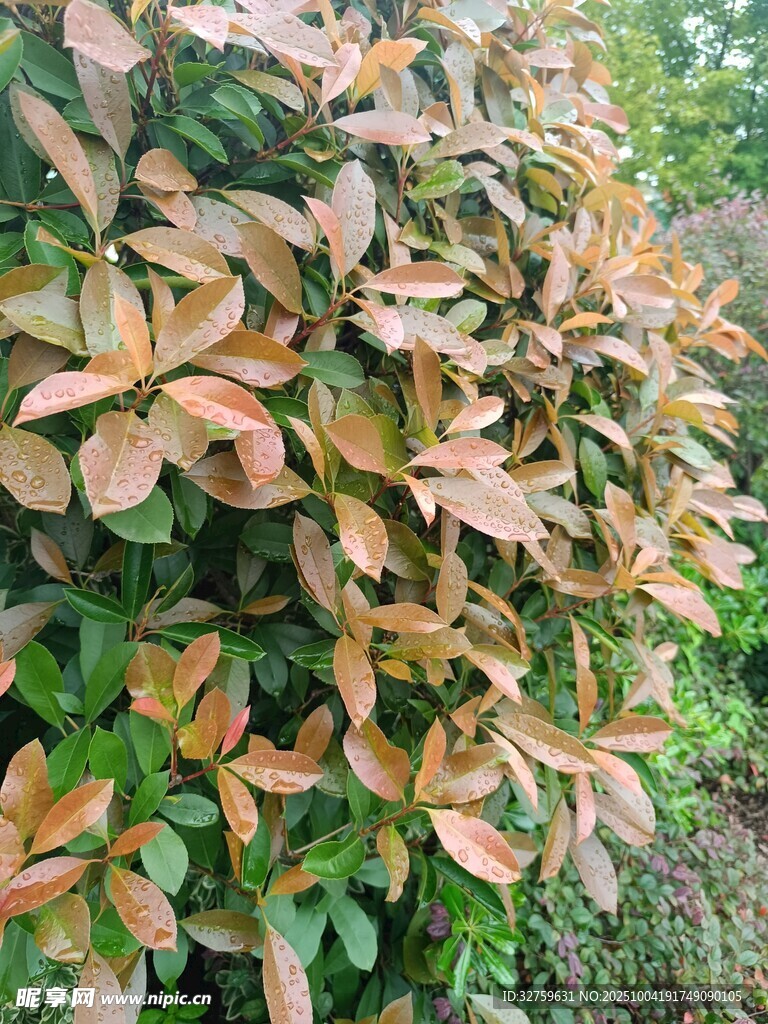 变色树叶特写