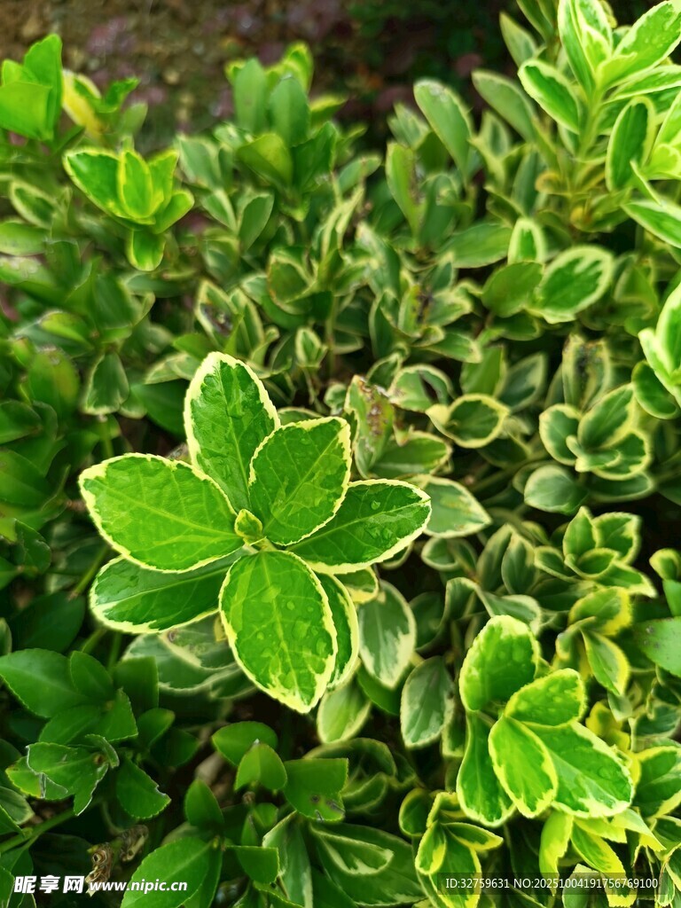 翠绿花叶植物特写