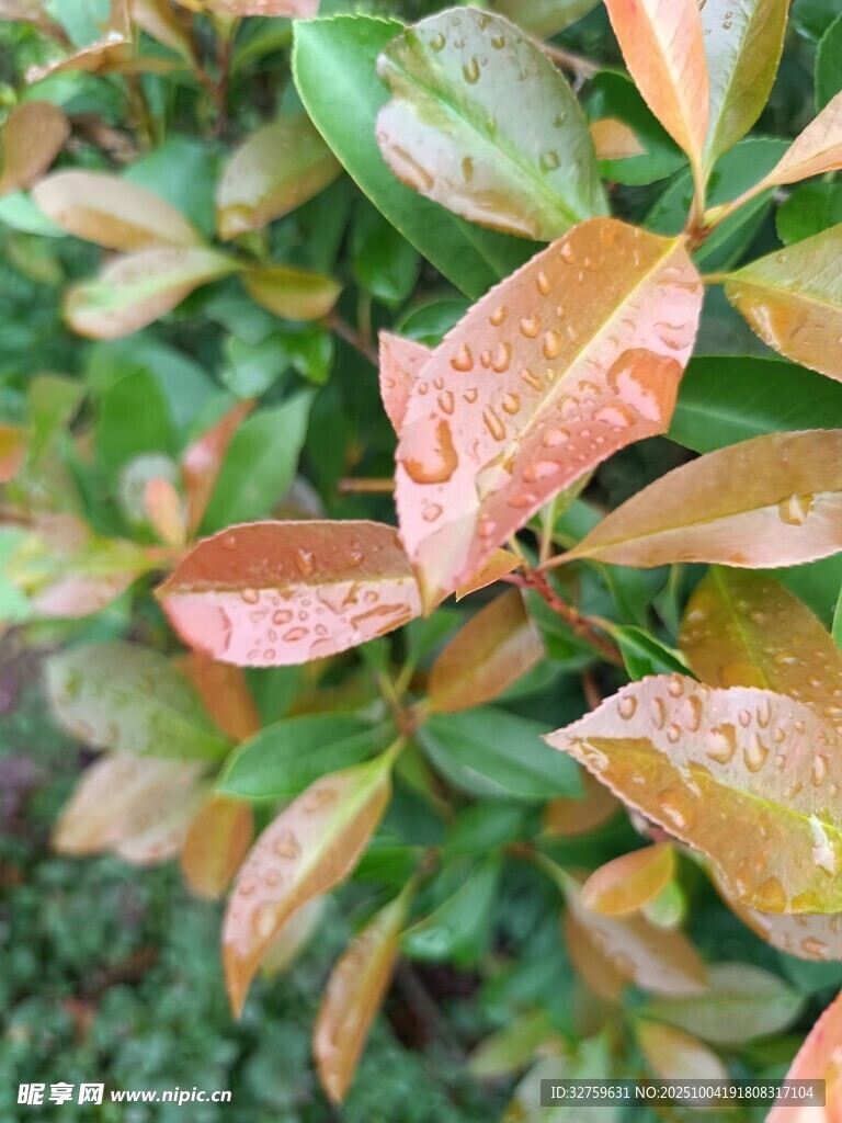 多彩斑斓的树叶特写