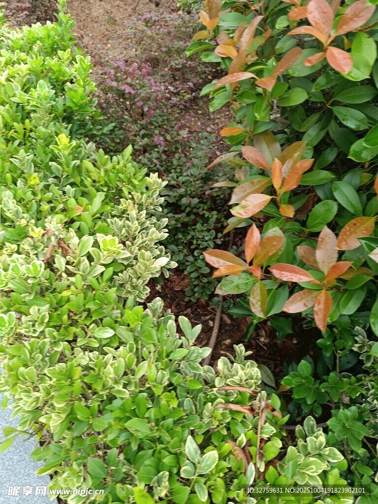 多彩绿植景观
