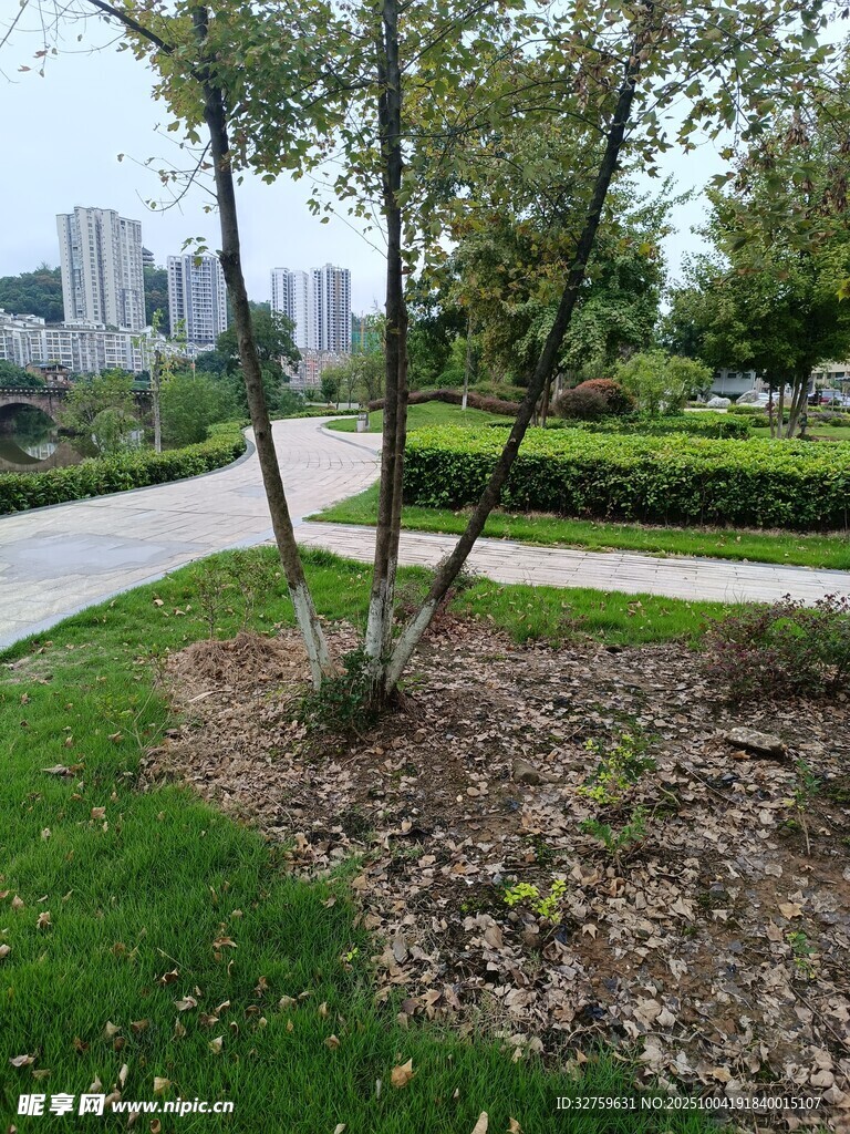 城市公园中的树木与绿地