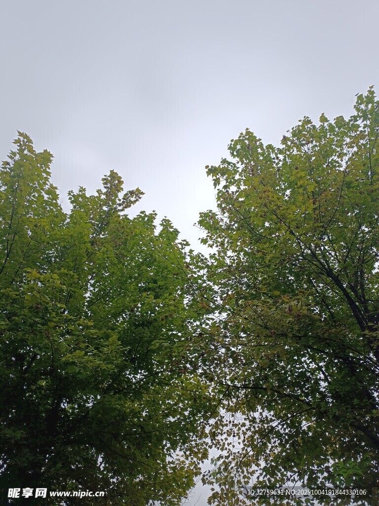 绿树映灰天