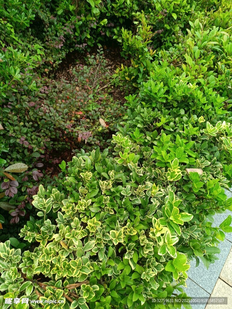 翠绿繁茂的绿植景观