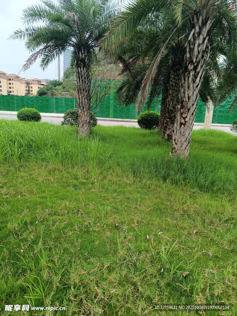 草坪上的棕榈树景观