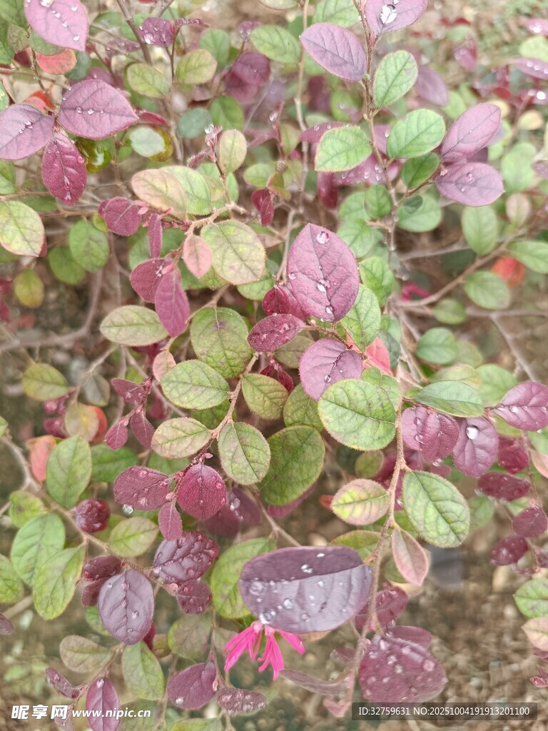 多彩斑斓的花叶植物