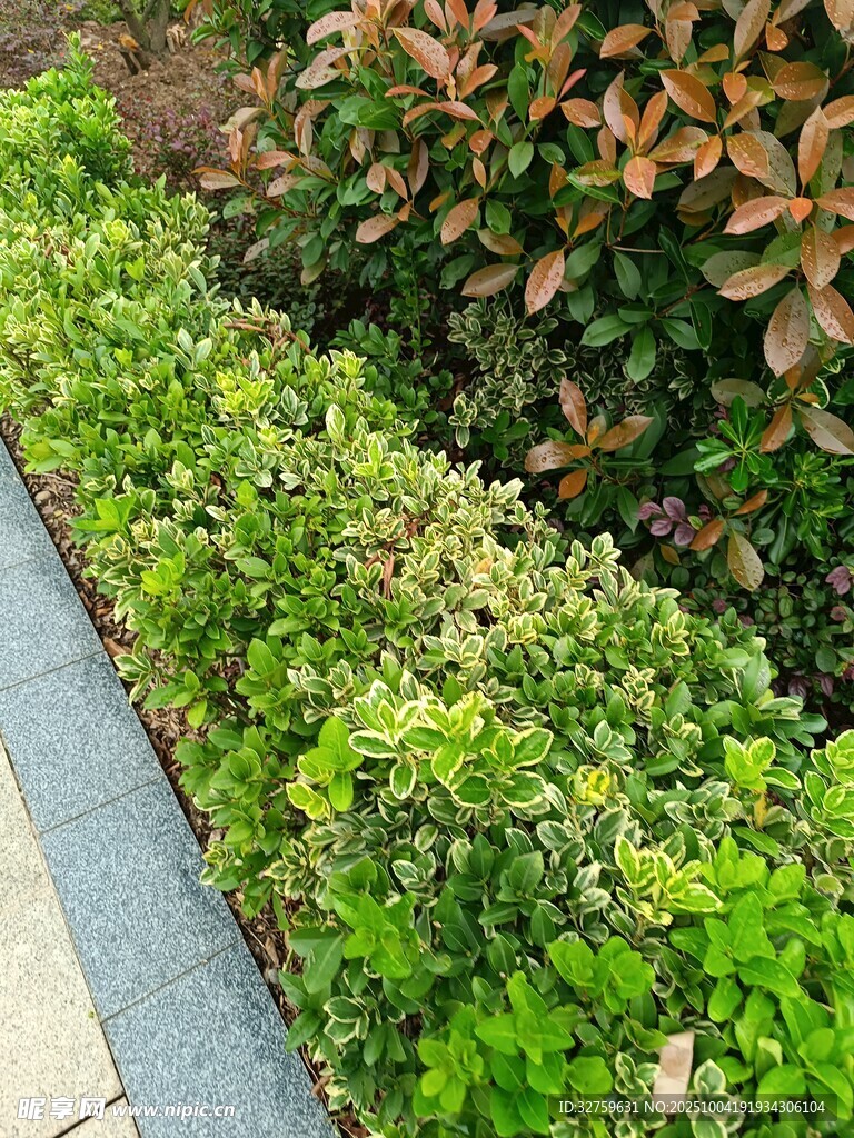 路边多彩绿植景观