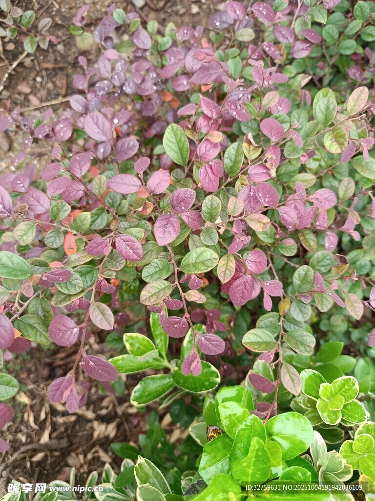 多彩植物景观