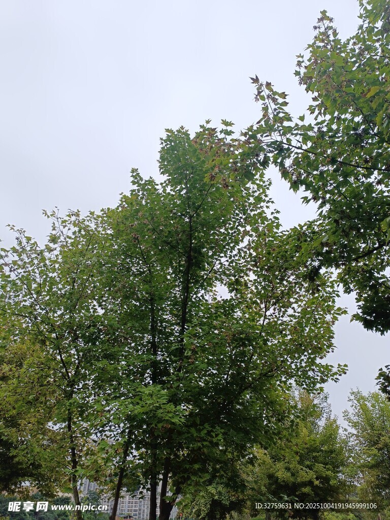 户外绿树成荫的自然景象