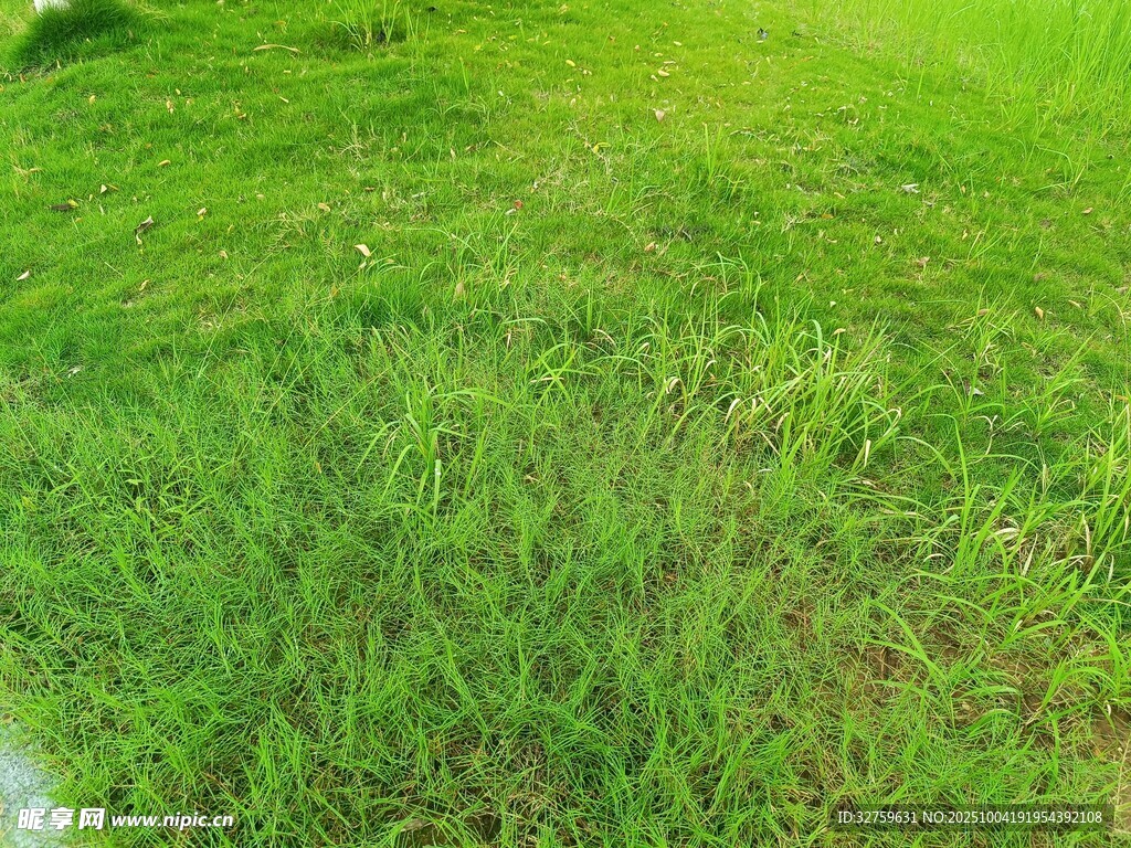 翠绿草地