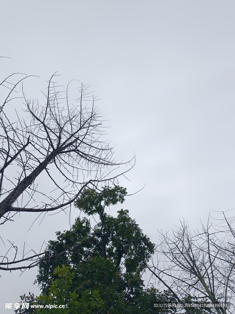 枯树间的绿意