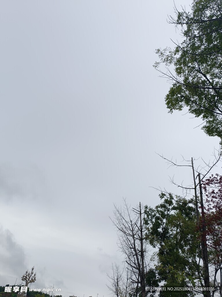 阴天中的树木景象