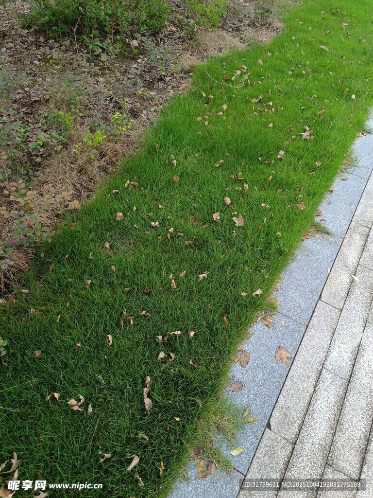 石板路旁翠绿草坪