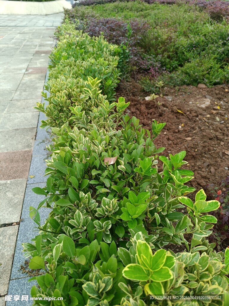 路边绿植景观