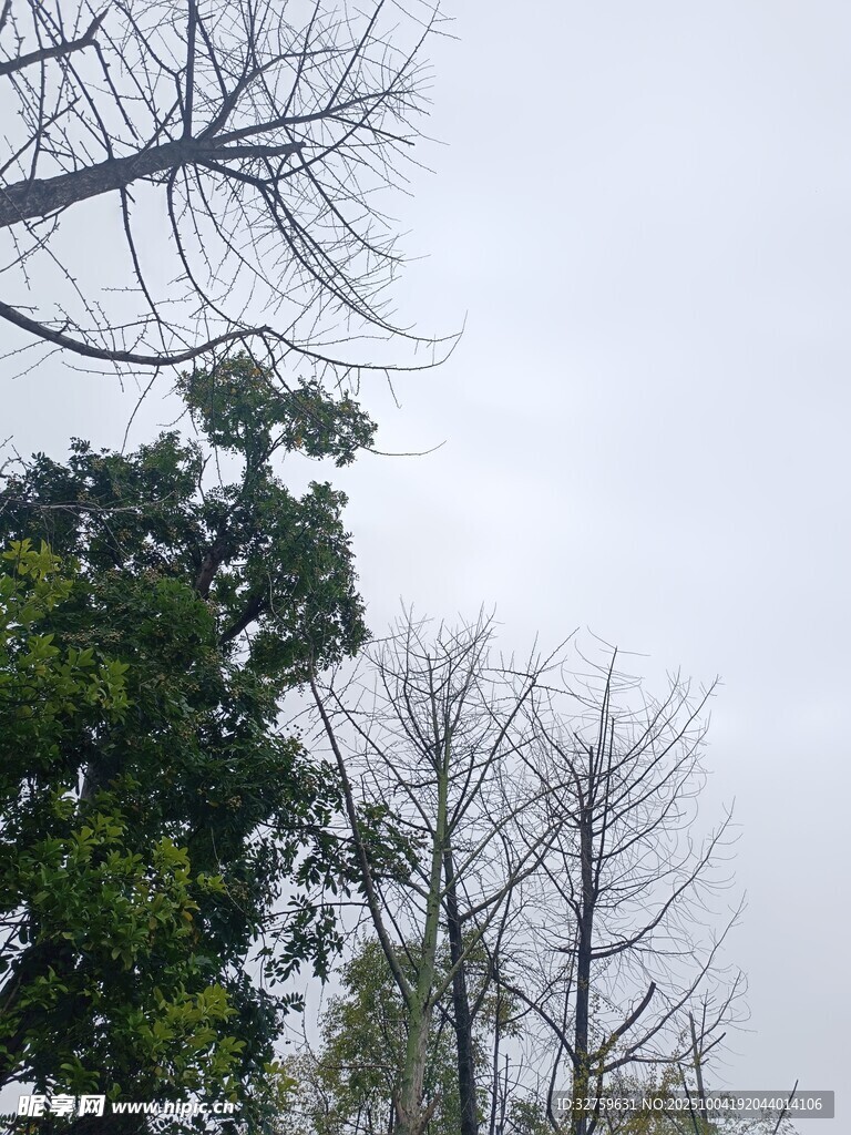 枯树与绿树对比景象