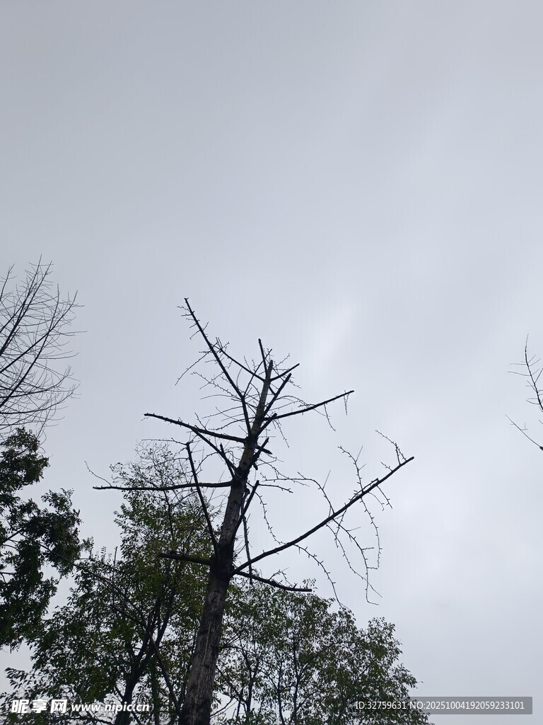 枯树立于阴沉天空下
