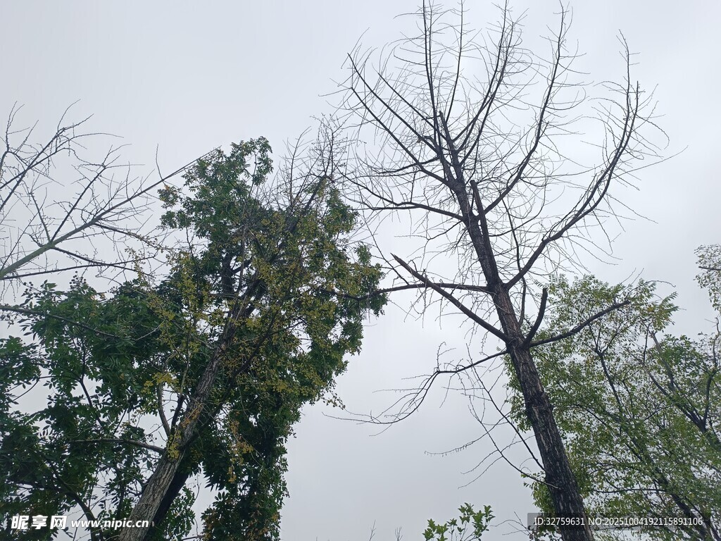 枯树与绿树对比景象
