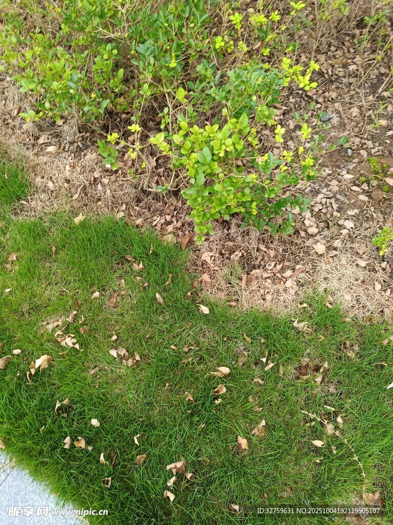 地面绿植景观