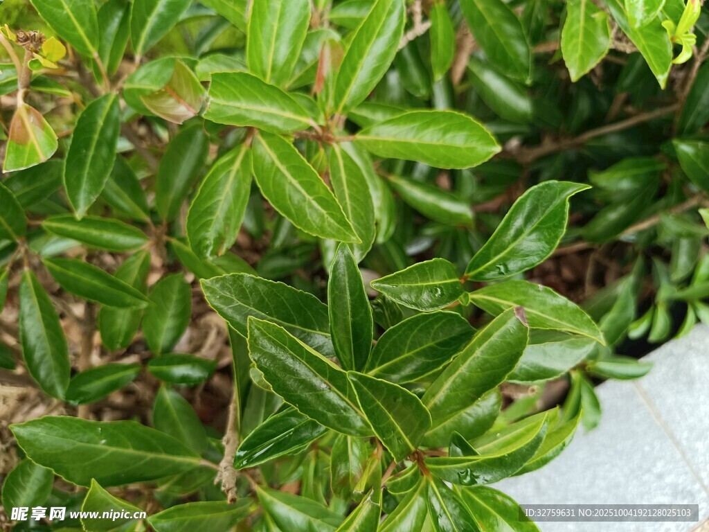 翠绿繁茂的植物枝叶
