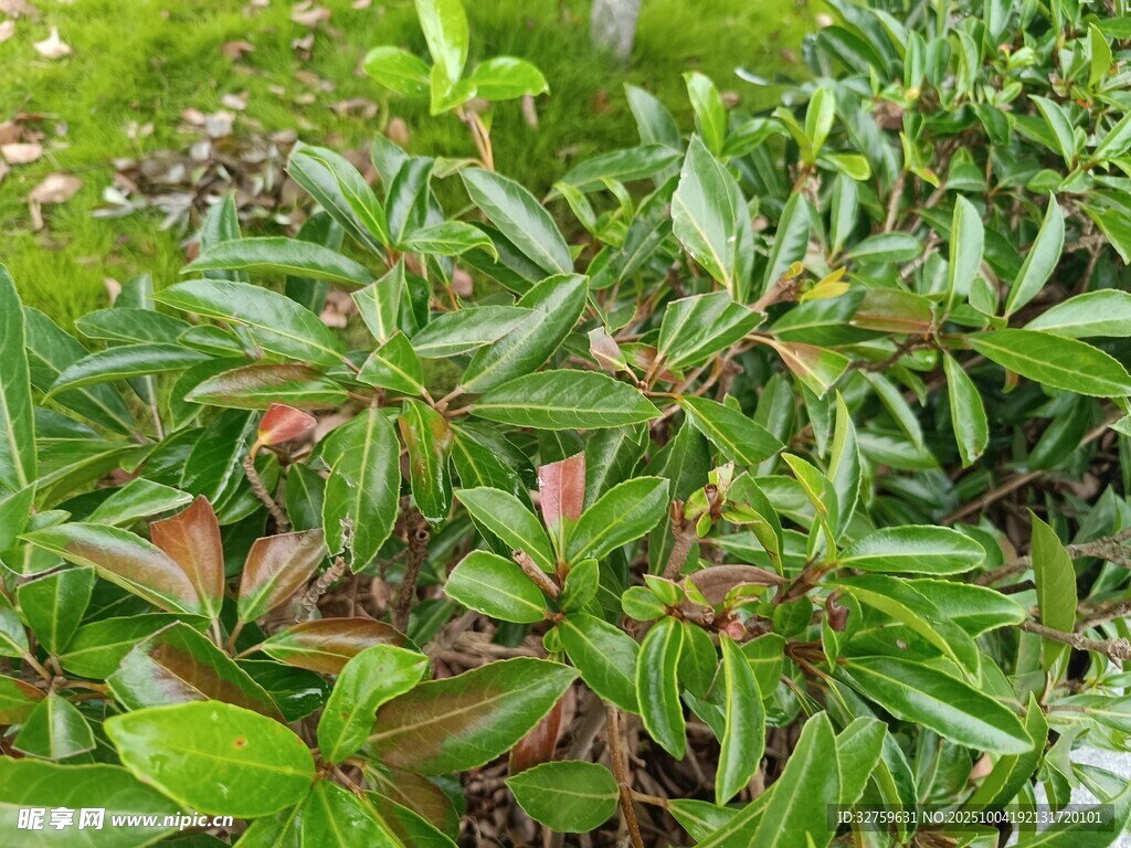 绿叶繁茂的植物景观