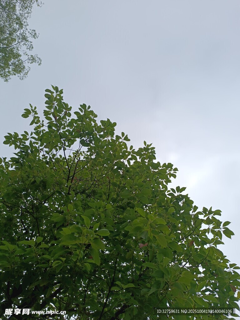 绿意盎然的树冠