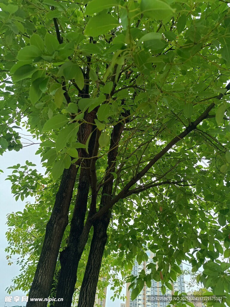 挺拔绿树