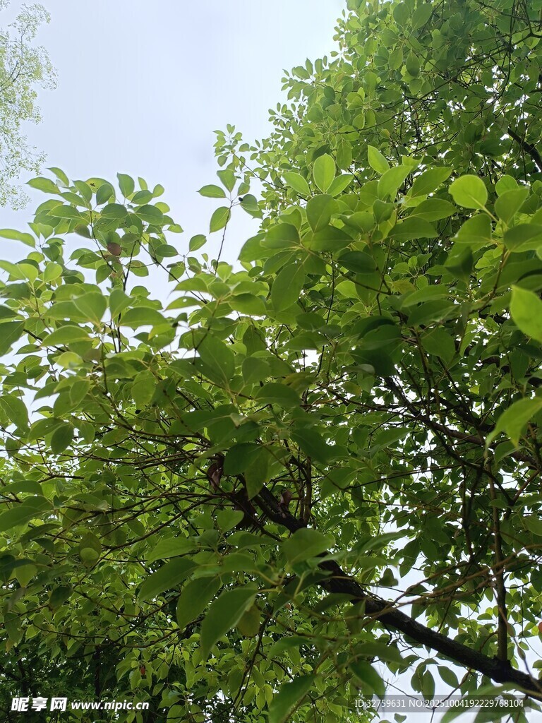 绿叶繁茂的树枝