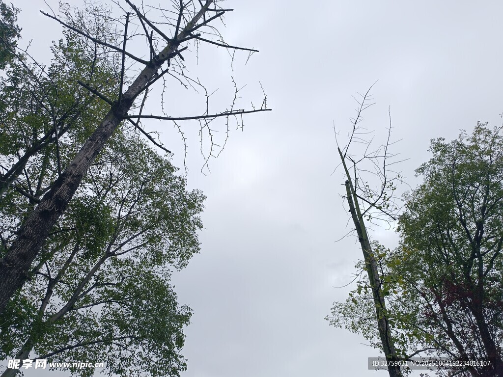 枯树与绿树映衬的天空