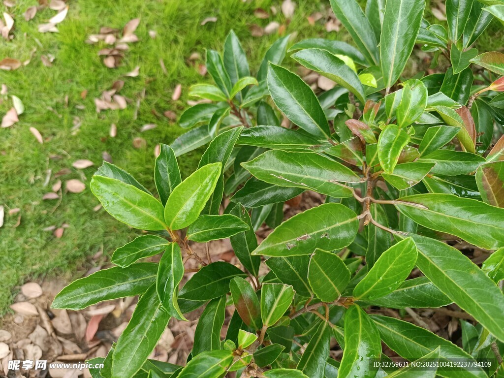 翠绿植物叶片特写