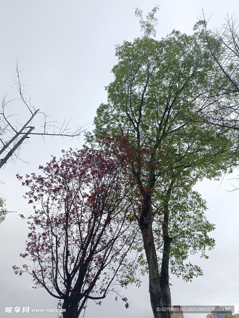 多彩树木展现自然之美