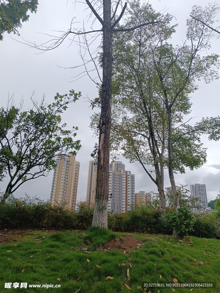 城市草地旁的高大树木