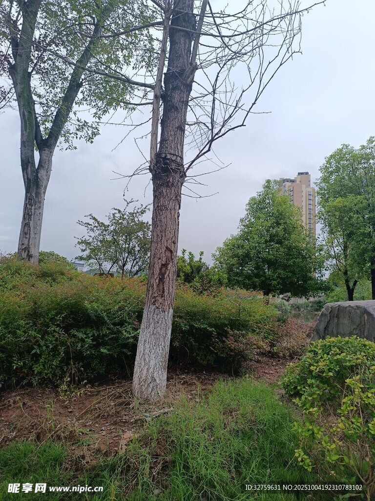山林间的树木与朦胧景致