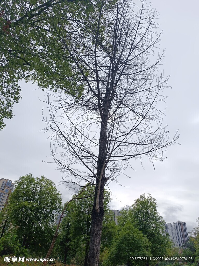 枯树挺立在绿意环绕间