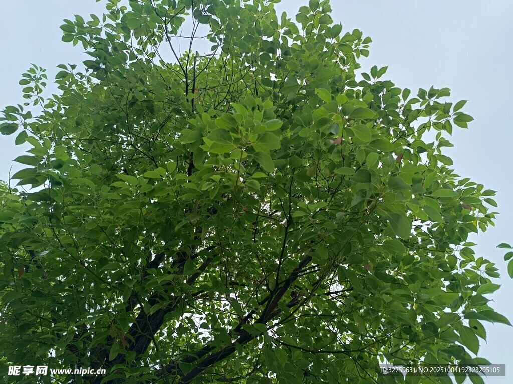 茂盛绿树