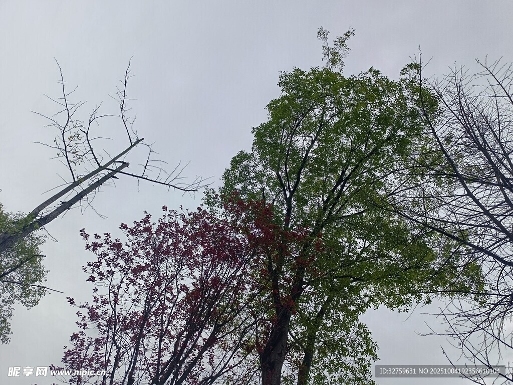 多彩树木展现自然景致